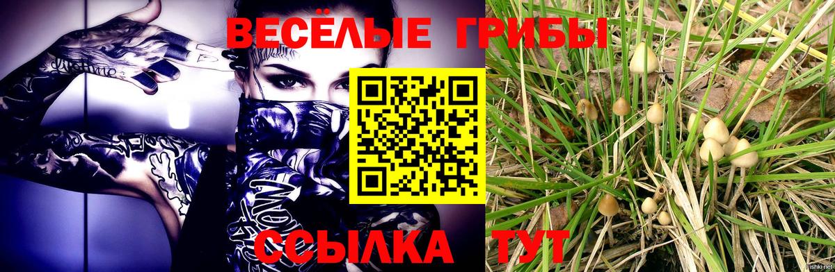 Псилоцибиновые грибы Cubensis Каменка